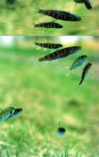 イトウ稚魚