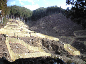 水土里の森の植栽地。画面左側が自然配植技術で植栽した斜面。防鹿ネット（パッチ）で囲んである。右側は、来年の植栽予定地だ。