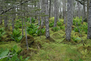 落石岬のアカエゾマツ。緑色の植物はミズバショウ。