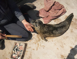 輸入業者が動物園に納めるために一時的に飼育していたゴマフアザラシに赤ちゃんが産まれたと連絡を受けたのは土曜日だった。