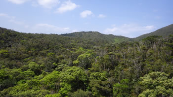沖縄島北部の常緑広葉樹林（環境省提供）