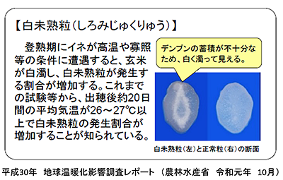 白未熟粒（しろみじゅくりゅう）