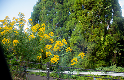 ボランティアが整備する沿道の花壇