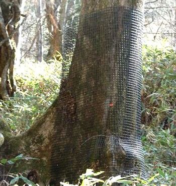 木の幹がプラスチックのネットで覆われ、シカにかじられないように保護されています。