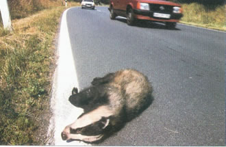 交通事故死した野生生物(参考文献より)