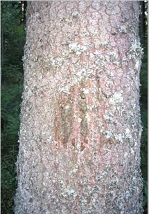 歯形がくっきりと残る樹幹：このような傷跡が付くと材木の価値はなくなってしまう