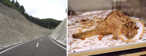 左：生息地を分断する道路　右：2002年1月、トラバサミ（狩猟用罠）に後肢を挟まれて肢を切断したツシマヤマネコ。その後、手当ての甲斐なく、死亡してしまったという。