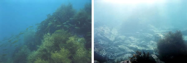 本来の対馬の海（左）と、磯焼けした対馬の海（右）写真：国分安則氏撮影