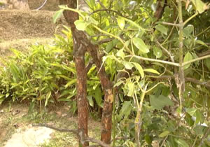 【写真8】バニラの木。ガイドが木の皮を剥いてくれました。甘い香り。