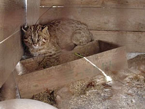 2004年11月、ニワトリ小屋に侵入したツシマヤマネコ。