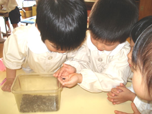 ダンゴムシの観察（出典：栄光八事幼稚園）