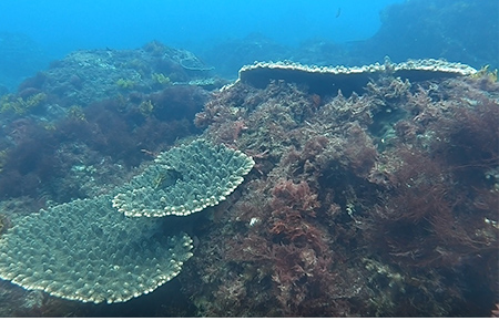 伊豆諸島式根島付近の海底のようす。（左）二酸化炭素の噴き出しの影響がない場所。（右）海底から二酸化炭素が噴き出している場所の近く。（筑波大学　和田茂樹助教提供）