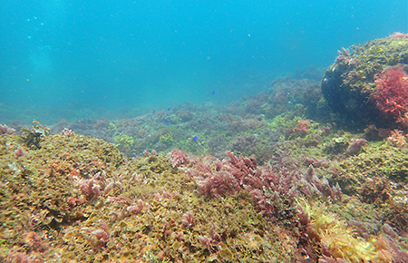 伊豆諸島式根島付近の海底のようす。(左)二酸化炭素の噴き出しの影響がない場所。(右)海底から二酸化炭素が噴き出している場所の近く。(筑波大学 和田茂樹助教提供)