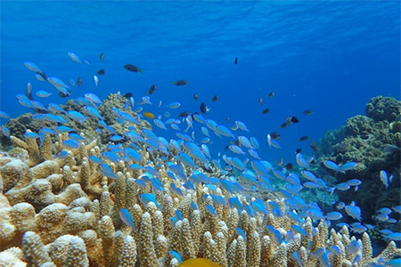 サンゴ礁（慶良間諸島国立公園）（提供：環境省）