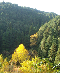 「山の家」のイチョウとクヌギ（手前）、周囲の山のスギ（左奥）とヒノキ（右）の人工林