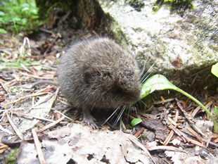 ヤチネズミの幼獣