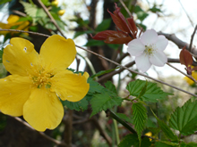 野山にひっそり咲く山吹と山桜