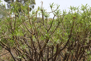 カナリア特有の植物。一部分を折ってでた白い液が、目に入ると失明する。しかし、口の中では薬として作用する。変わった植物である。