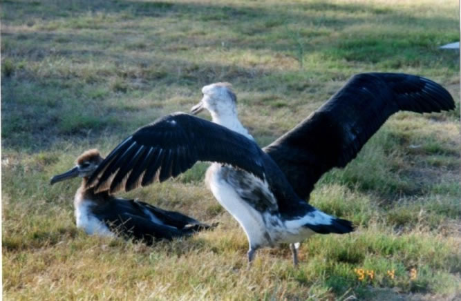 小アホードリの親鳥と雛