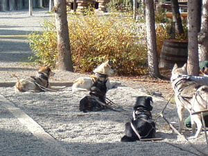 写真34　犬ぞりにつながれたシベリアンハスキー