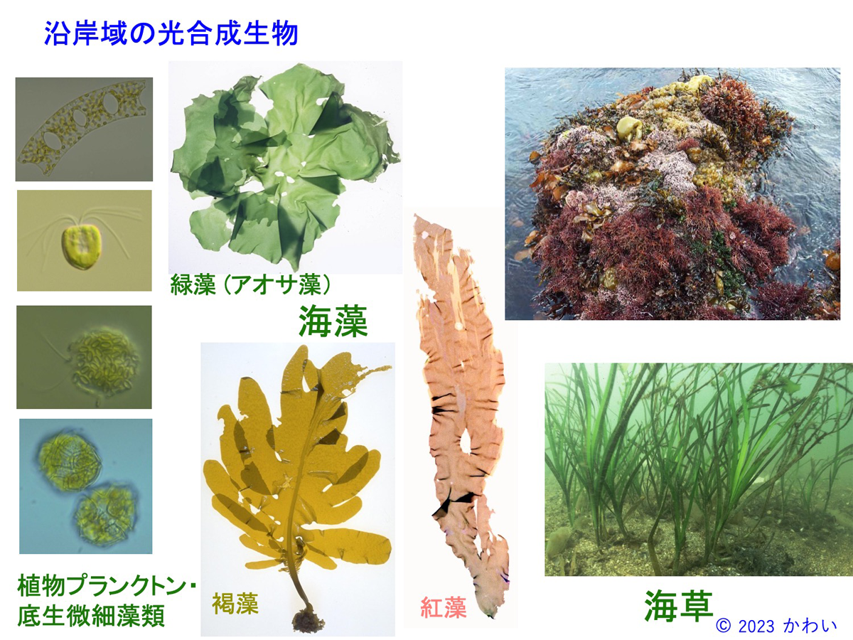 ブルーカーボンと藻場生態系の役割[環境風 第2回｜EICネット]